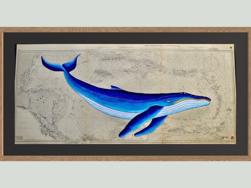 Caribbean Whale