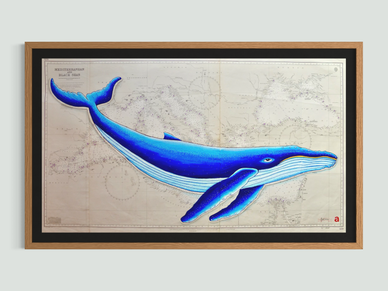 Mediterranean Whale